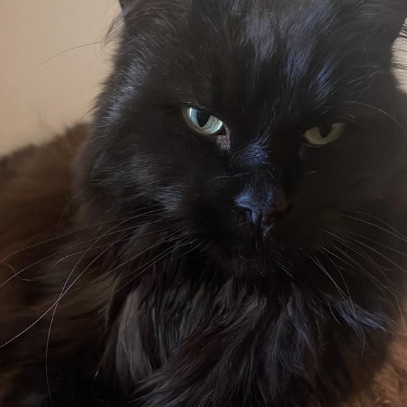 Meet your Posher, Katie - Picture 6 of 6